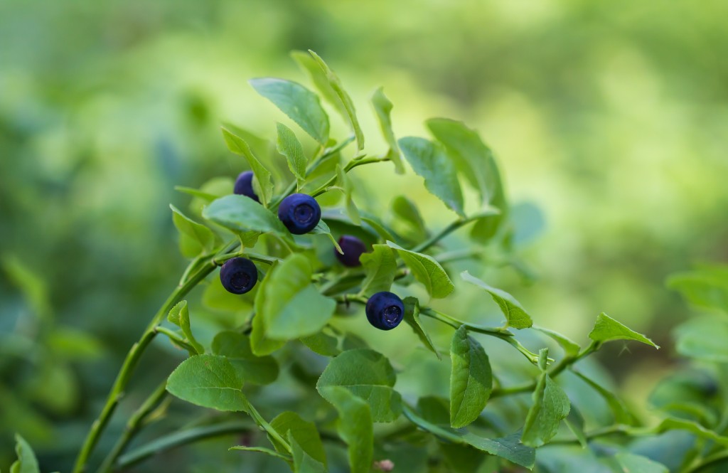 Bush blueberries on blurred background